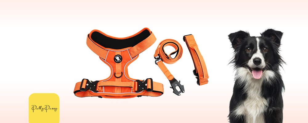 Orange dingo harness