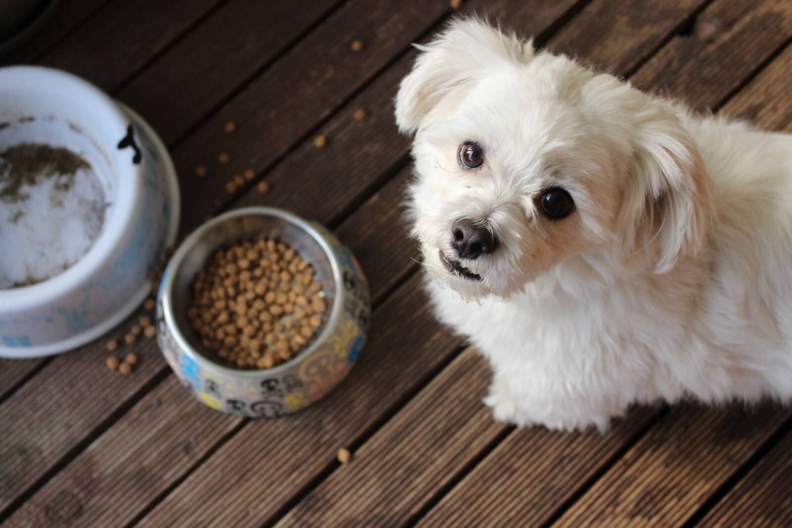 Why is your dog picky about food?