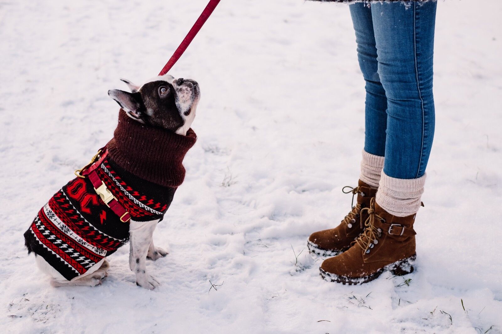 How cold is the weather when dogs need to wear clothes?