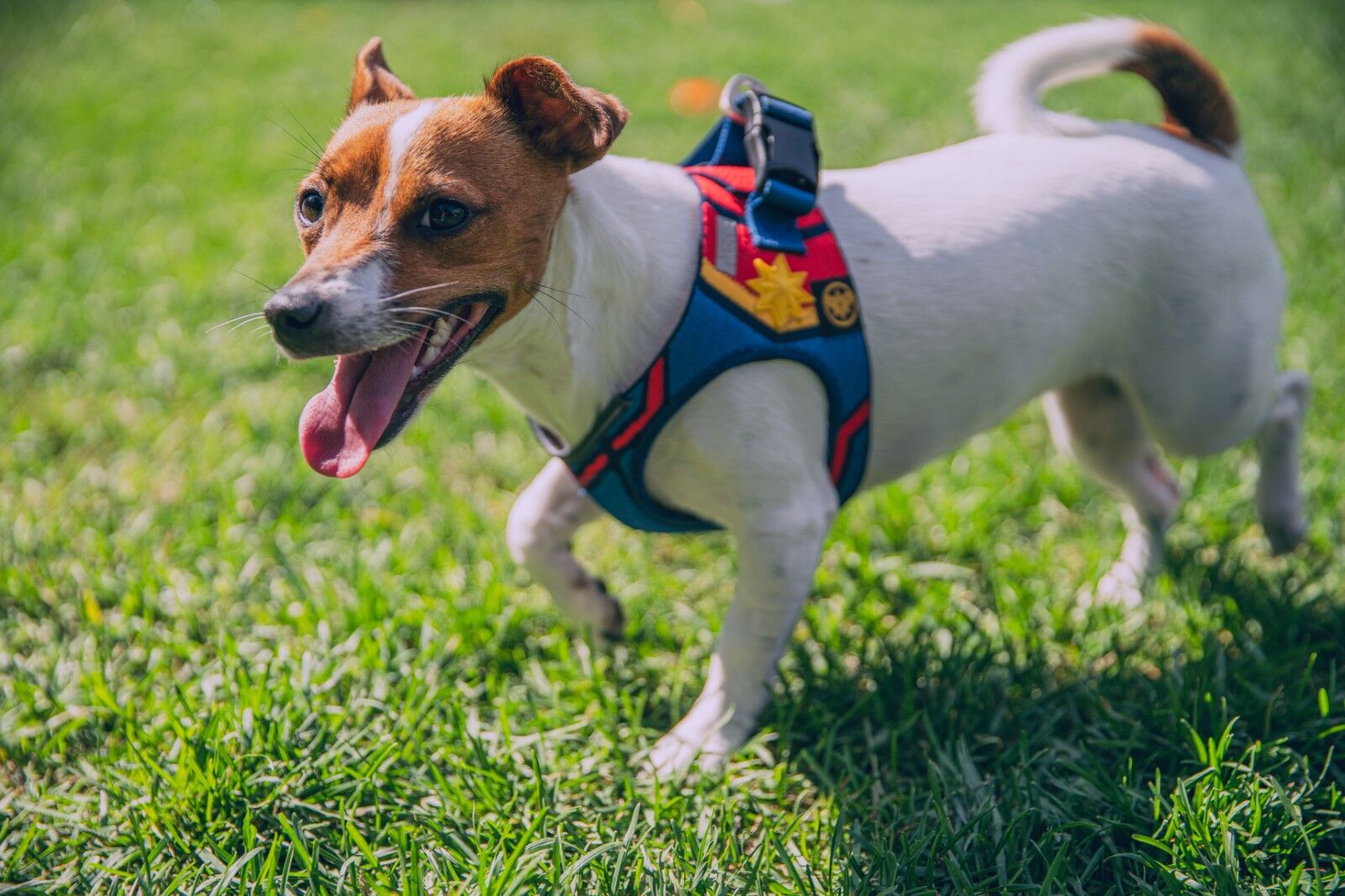 Can you leave your dog's harness on all day?