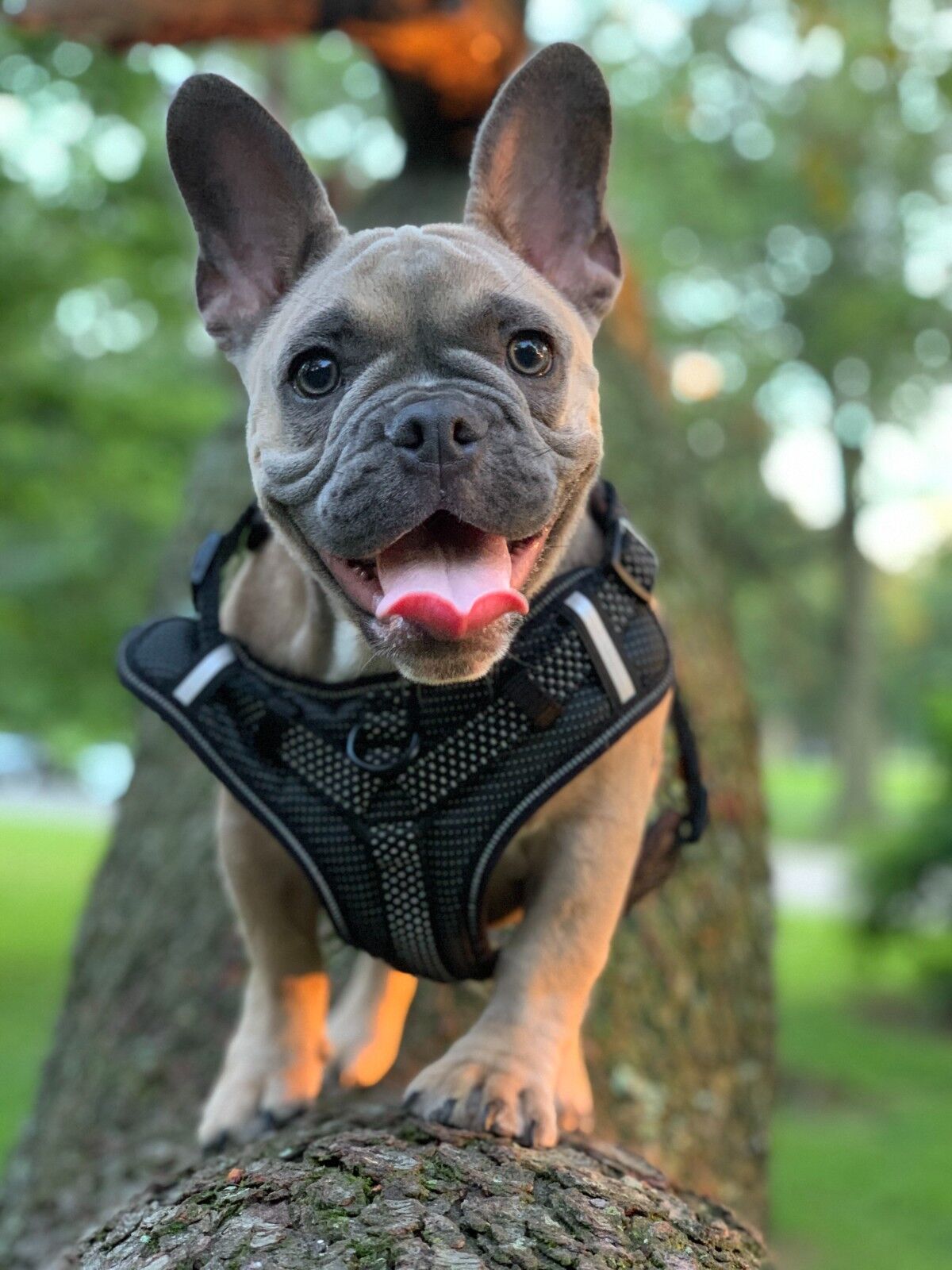 What age should a dog wear a harness?